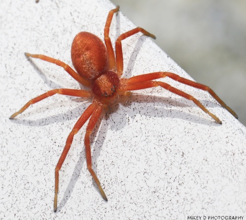 White-striped Running Crab Spider
