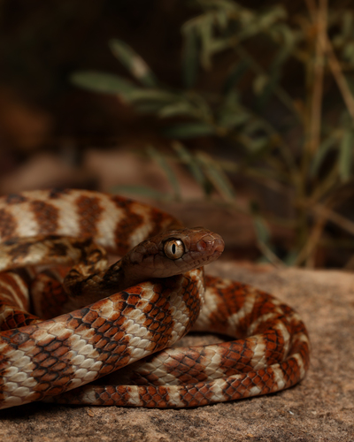 Brown Tree Snake sighting