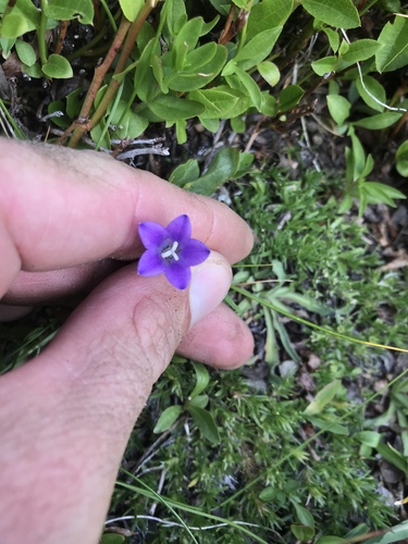Campanula parryi var. idahoensis