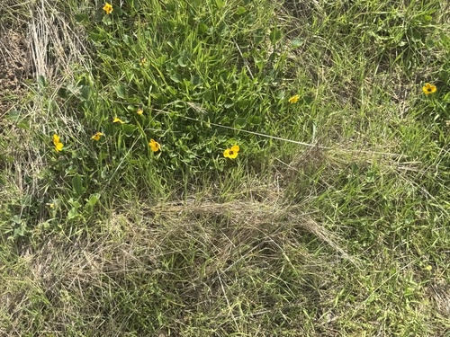 iNaturalist observation photo of California Golden Violet