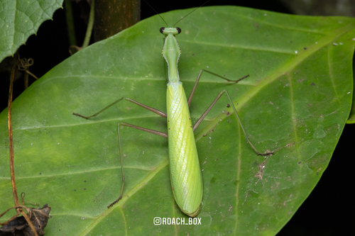 Alalomantis coxalis