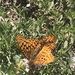Argynnis coronis coronis - Photo (c) mangos, all rights reserved, uploaded by mangos