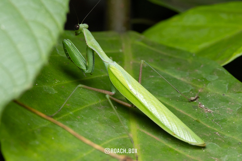 Alalomantis coxalis