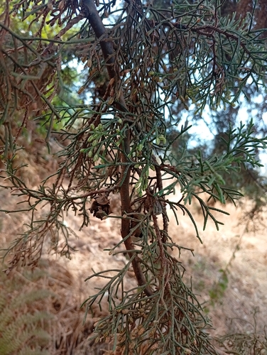 Mexican cypress