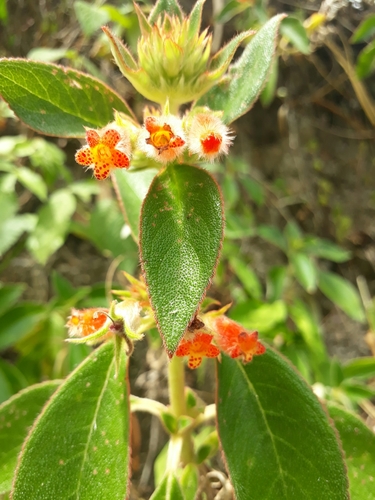Kohleria neglecta