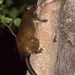 Giant Tree Rat - Photo (c) tbjwildlife, all rights reserved
