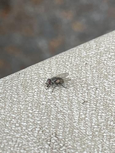 Common House Fly