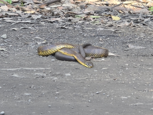 Tiger Snake sighting