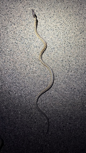 Black-headed Python sighting