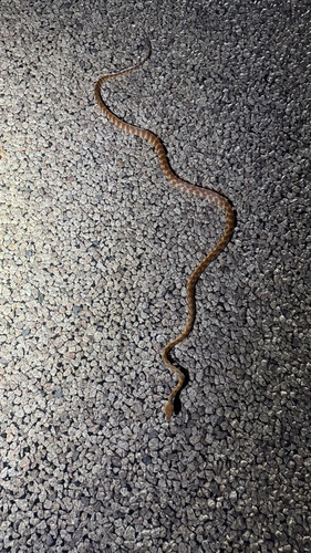 Brown Tree Snake sighting