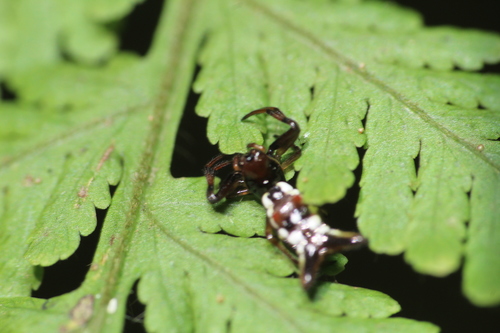 Micrathena margerita