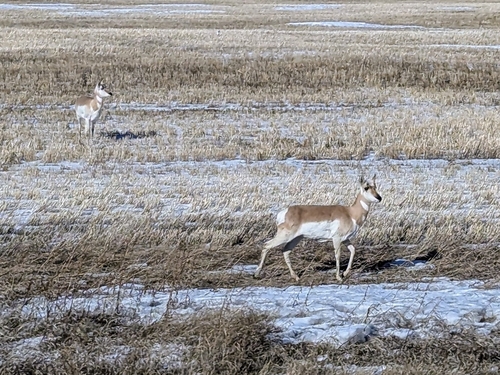 Pronghorn