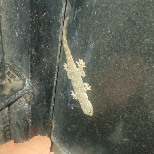 Northern House Gecko
