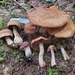 Cortinarius illuminus - Photo (c) Shannon Adams, all rights reserved, uploaded by Shannon Adams