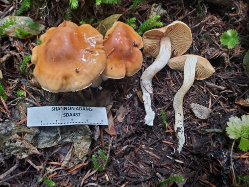 Cortinarius microspermus