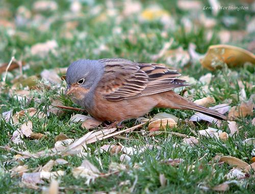 Cretzschmar's Bunting