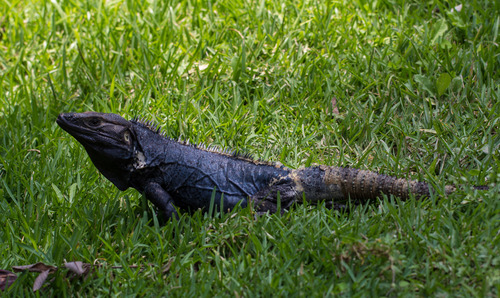 Mexico-Flora & Fauna, annemirdl · iNaturalist.org