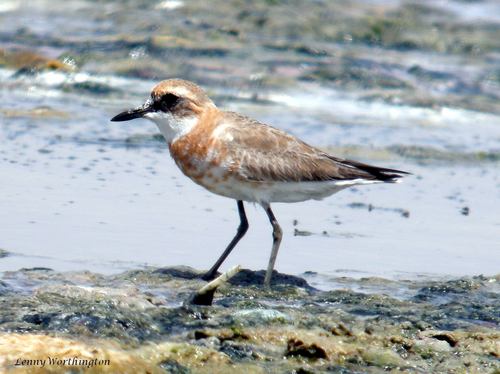 Greater Sand-Plover (Western)