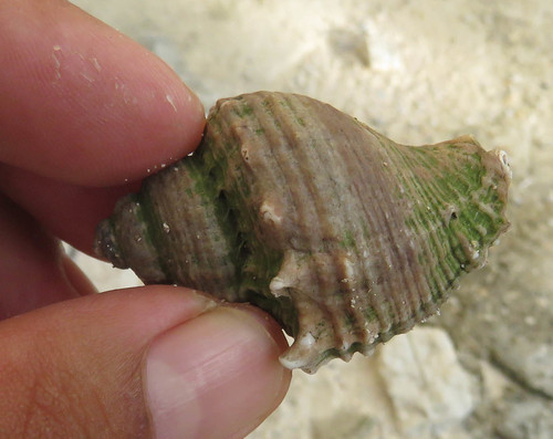 Melongena bispinosa