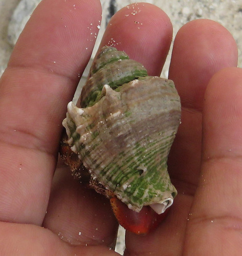 Melongena bispinosa