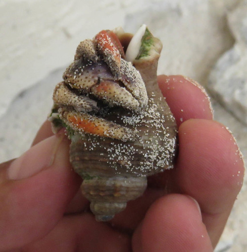 Melongena bispinosa