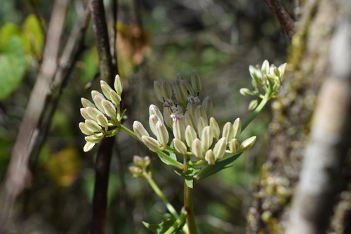 Georgia Indian plantain (Arnoglossum sulcatum)