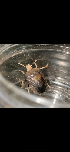 Arabian Desert Shield Bug