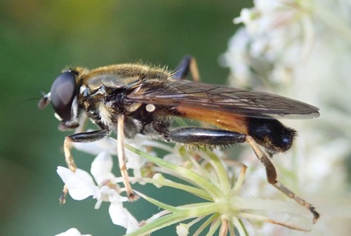 Orange-belted Leafwalker