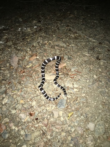 Eastern Bandy Bandy sighting