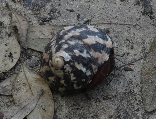 West Indian Top Shell