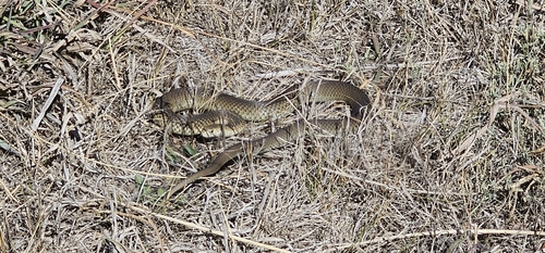 Lowlands Copperhead sighting