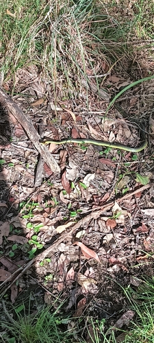 Common Tree Snake sighting