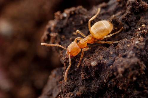 威氏毛蚁Lasius talpa