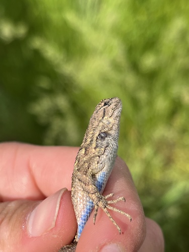iNaturalist observation photo of Western Fence Lizard