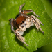 Habronattus forticulus - Photo (c) Jason Penney, all rights reserved