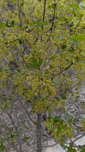 Montpellier Maple
