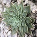 Graptopetalum rusbyi - Photo (c) california_naturalist, todos os direitos reservados, uploaded by california_naturalist