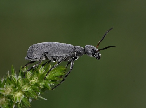 Little Grey Blister Beetle