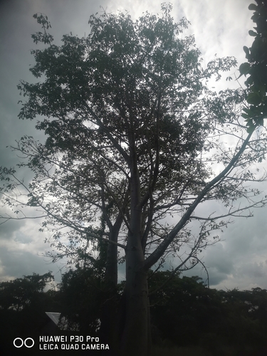 African baobab