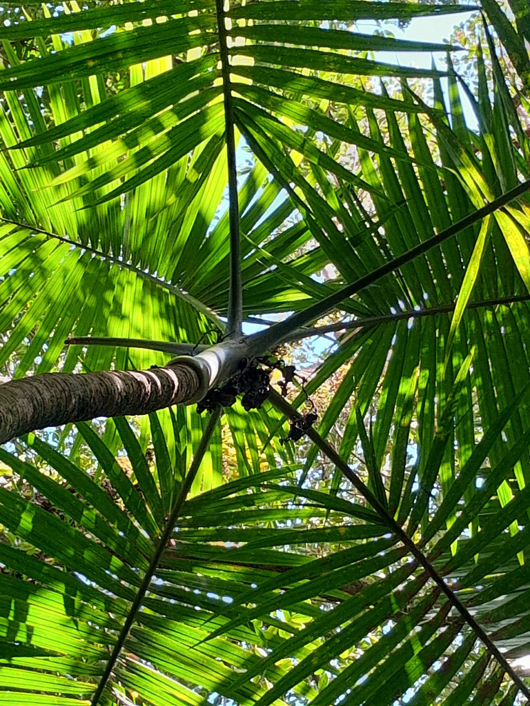 Hyophorbe indica (Hyophorbe indica)