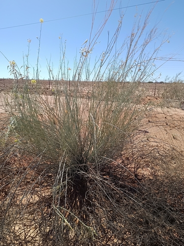 Desert Broom Milkbush
