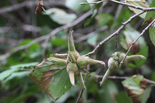 Corylus sieboldiana