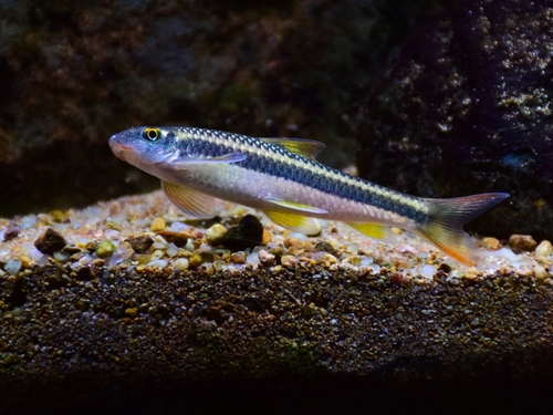 Garra cambodgiensis photo