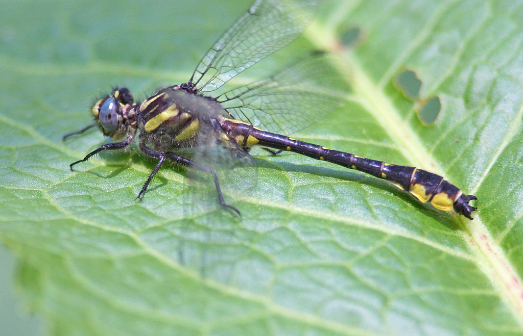 Banner Clubtail in June 2017 by Allen Barlow · iNaturalist