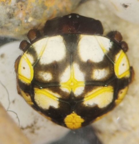 Hypognatha scutata