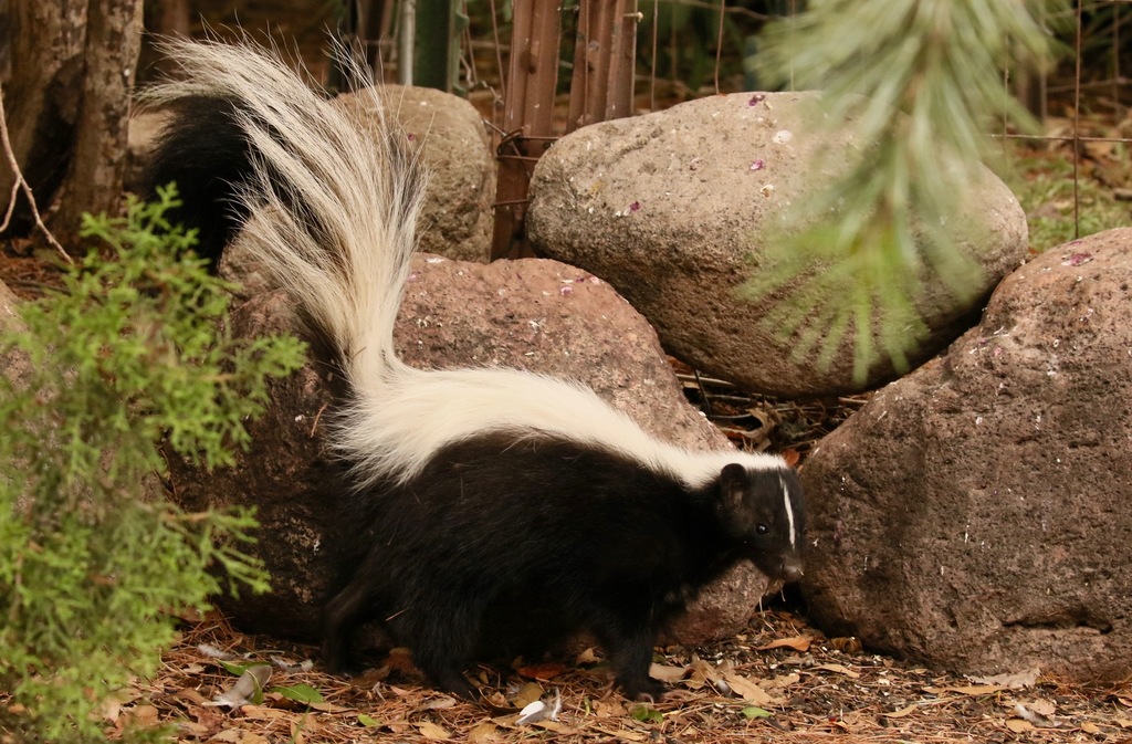 Striped skunk  Smithsonian's National Zoo and Conservation