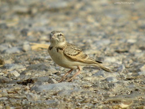 Greater Short-toed Lark