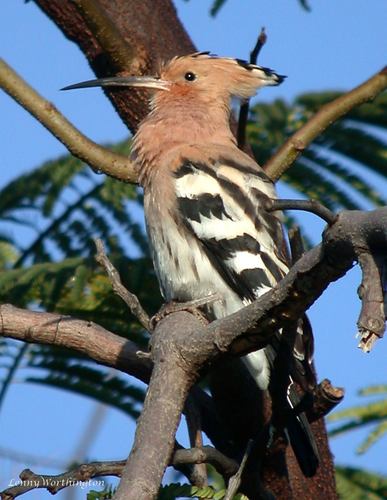 Eurasian hoopoe