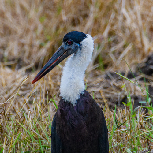Asian Woolly-necked Stork
