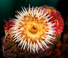 Sea Anemones - Photo (c) Pat Webster @underwaterpat, all rights reserved, uploaded by Pat Webster @underwaterpat